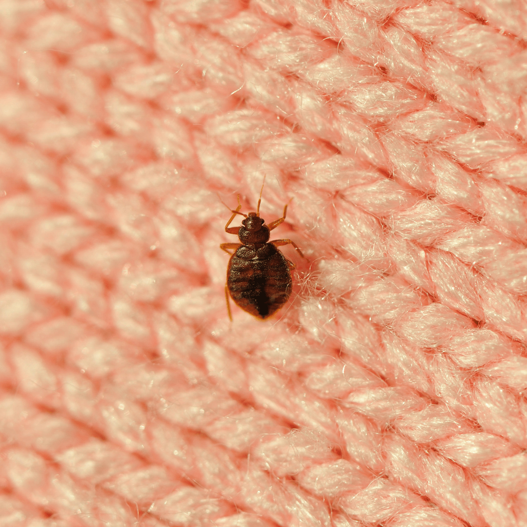 Bed Bug Life Cycle How To Control And Prevention Eco Shield Pest - Premium Dark Pattern Gallery - 8K